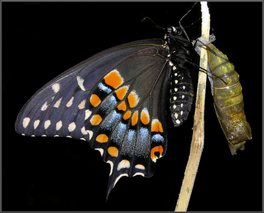 Black Swallowtail [Papilio polyxenes] And Chrysalis